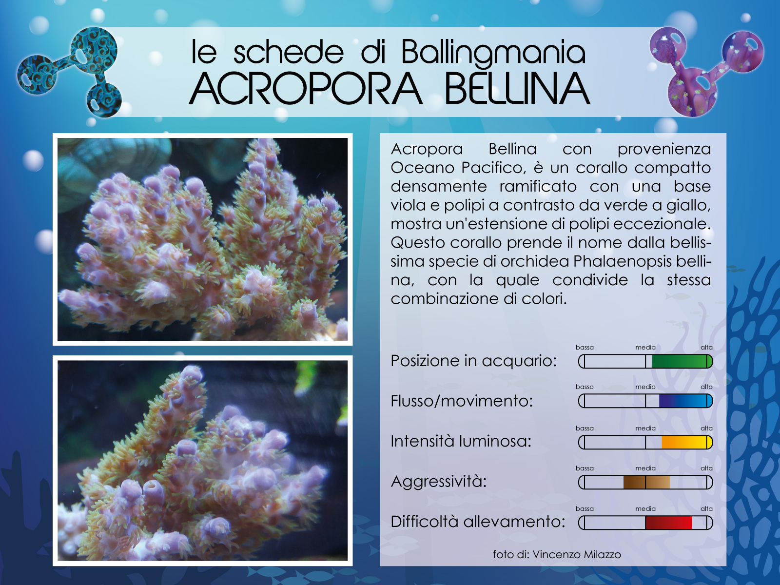 Acropora Bellina
