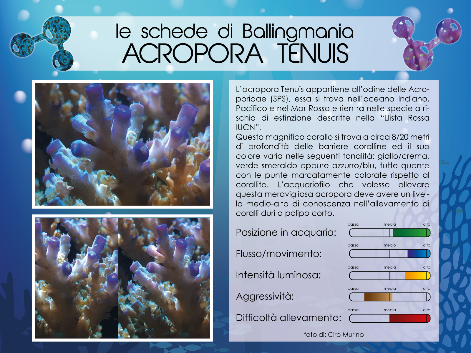 Acropora Tenuis