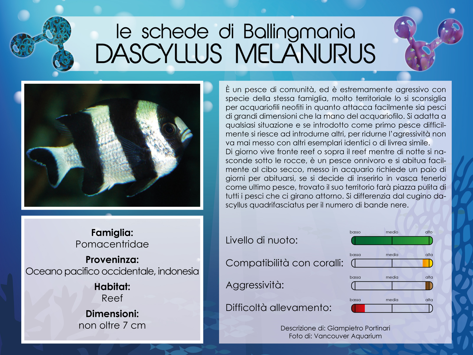 Dascyllus Melanurus