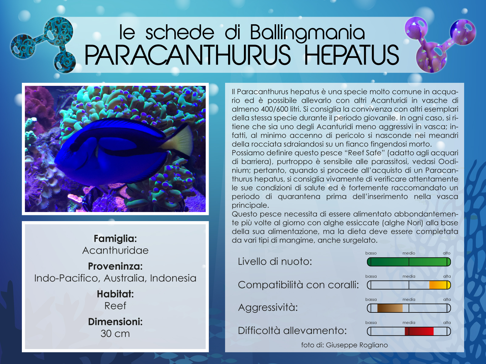 Paracanthurus Hepatus